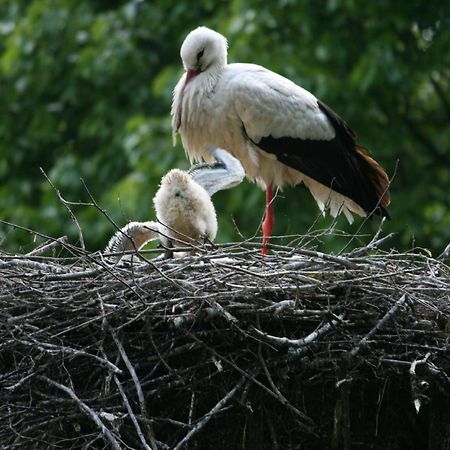 Appartamento Chez Christian Breitenbach-Haut-Rhin Esterno foto